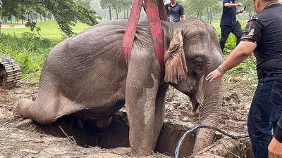 Слониха привела детеныша к людям, спасшим ей жизнь