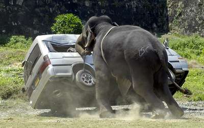 Стадо разъяренных слонов напало на автомобиль