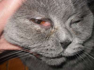 Проблемы с глазами у кошки и кота: гной, опухлость, покраснение. Как и чем лечить?