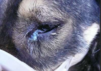 Причины глазных инфекций у собак