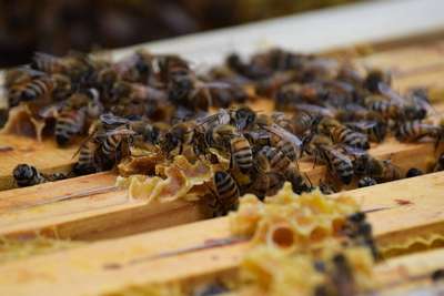 Новости по тематике Пчелы