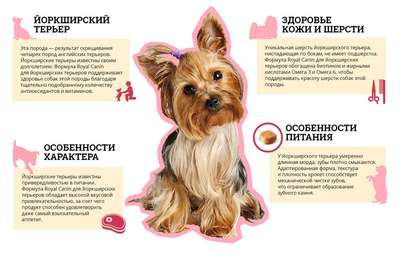 Уход за собакой: важная информация для нового владельца – от дрессировки до грумера
