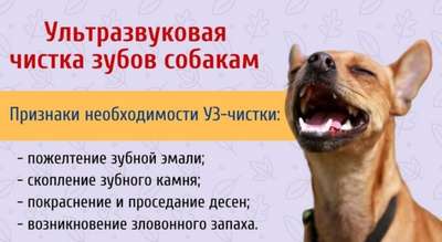 Ультразвуковая чистка зубов у животных в Киеве – кошкам и собакам это нужно