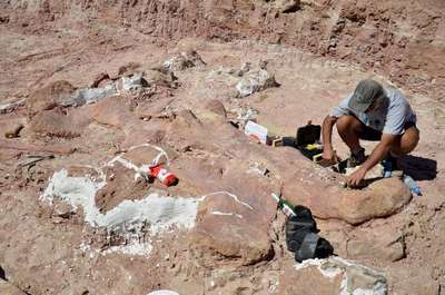В Аргентине откопали гигантского динозавра