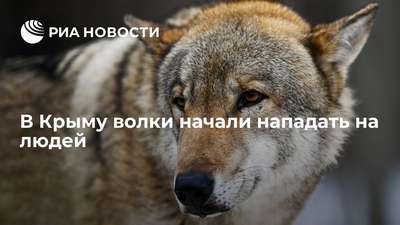В Крыму на людей напал волк