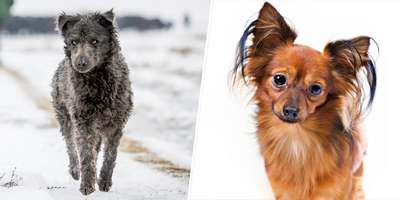 В США признали 2 новые породы собак: русский той и муди