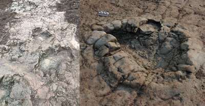 В Уэльсе обнаружили следы динозавров, возрастом более 200 миллионов лет