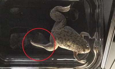 Ученым удалось заново отрастить лягушкам лапы