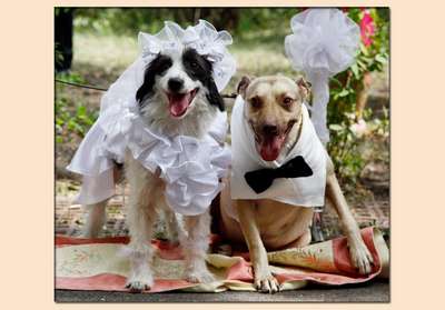 Вязка или собачья свадьба