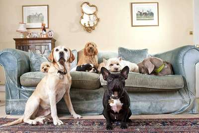 Выбор породы собак для содержания в квартире