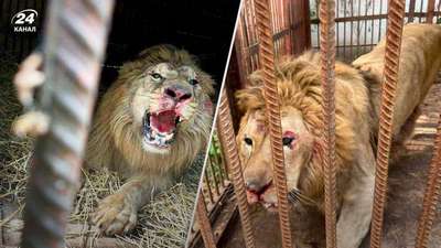 В Киеве от paкетных прилетов пострадал лев в зоопарке: пытался выбраться из вольера
