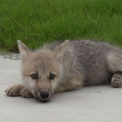 В Китае впервые клонировали арктическую волчицу