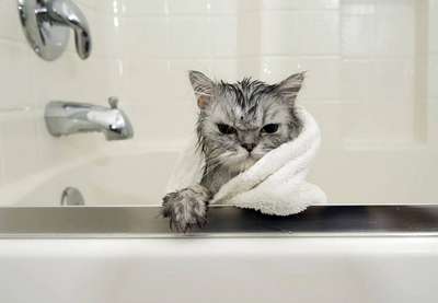 ВИДЕО. Мокрые кошки после ванной