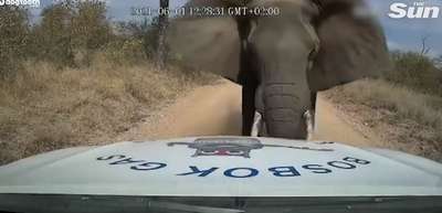 Захотелось пить: в Южной Африке слоны напугали туристов