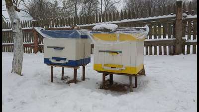 Зимнее пчеловодство, осмотр ульев зимой