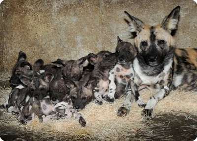 В Брукфилд родились 10 щенков гиеновидной собаки