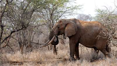 Охотник возложил на турфирму вину за несостоявшуюся встречу со слоном