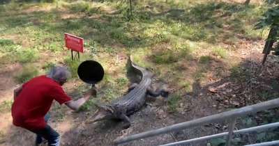 Австралиец отбился от напавшего на него крокодила