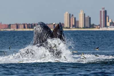 Горбатые киты в прибрежных водах Нью-Йорка