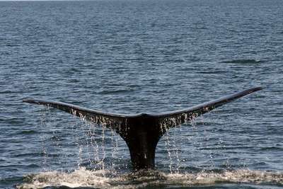Япония временно приостановила китобойный промысел у берегов Чили