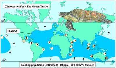 Черепахи находят дорогу в океане по "магнитной карте"