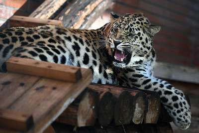 Ягуар в зоопарке напал на любительницу селфи
