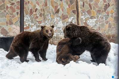 Россия запрещает зимнюю охоту на медведей в берлогах