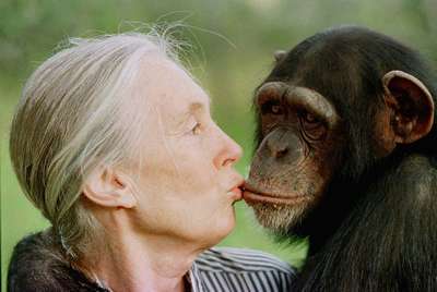 Люди и обезьяны стареют одинаково