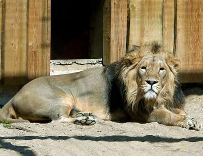 Полиция конфисковала у румына домашних львов