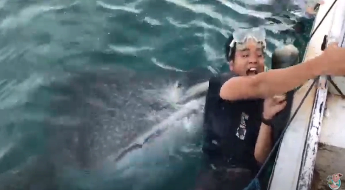 Выпрыгнувший из воды дельфин упал в лодку