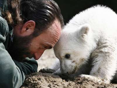 В берлинском зоопарке умер медведь Кнут