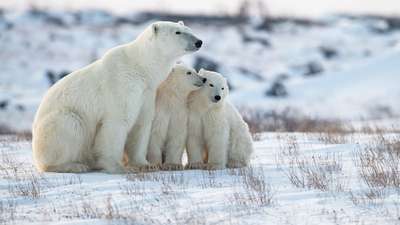 В российской Арктике пересчитают белых медведей