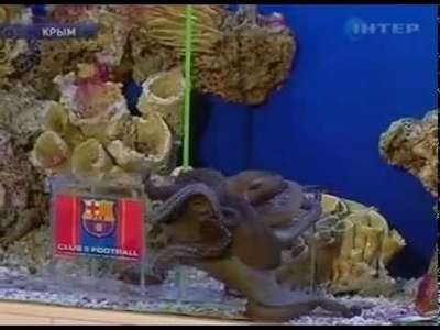 странцы протестируют осьминога-оpaкула на матче "Барселона" - "Шахтер"