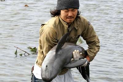 Японец спас застрявшего на рисовом поле дельфина