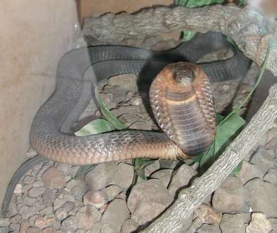 В нью-йоркском зоопарке потерялась кобра