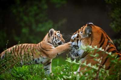 Популяция тигров увеличилась в Индии на 12% за четыре года