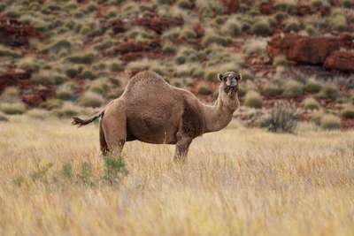 В Австралии ради экологии будут отстреливать верблюдов