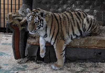 Ревнивая тигрица убила тигра в зоопарке штата Техас в США