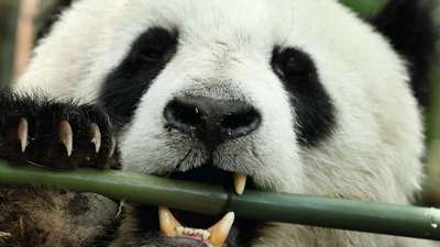 Ученые нашли бактерии, помогающие пандам переваривать бамбук