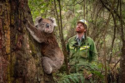 В Австралии назначили награду за информацию о стрелявшем в коалу человеке