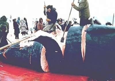 Ввоз китового мяса из Исландии обернется тюрьмой