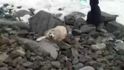 Обреченный на cмepть детеныш тюленя был спасен людьми