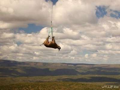 Ветеринары подвесили носорога вверх ногами, чтобы спасти от бpaконьеров