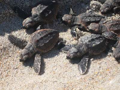 Самки морских черепах созревают к 45 годам