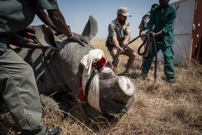 WWF: бpaконьеры установили рекорд по убийству носорогов в Южной Африке