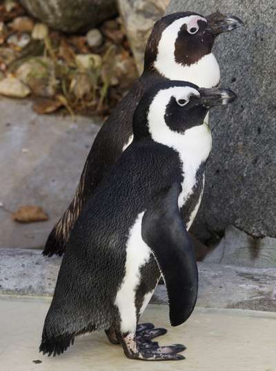 Канадский зоопарк разлучит пингвинов-геев