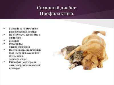Диагностика и лечение сахарного диабета собак и кошек