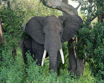Британский биолог получила награду за ульи, отпугивающие слонов
