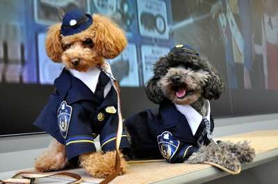 Той-пудели впервые пополнили отряд служебных собак японской полиции