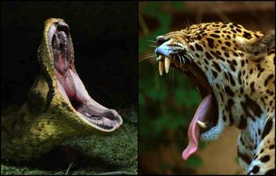 WWF: ягуар, гарпия и анаконда могут стать жертвами бразильского закона
